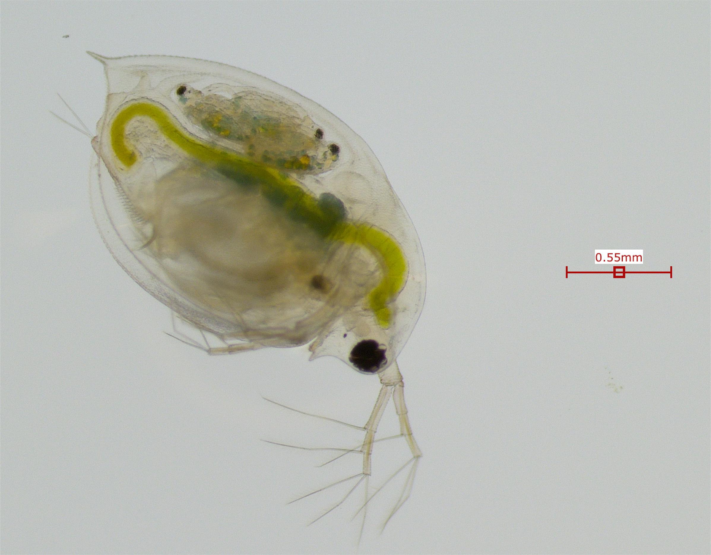 Daphnia pulex